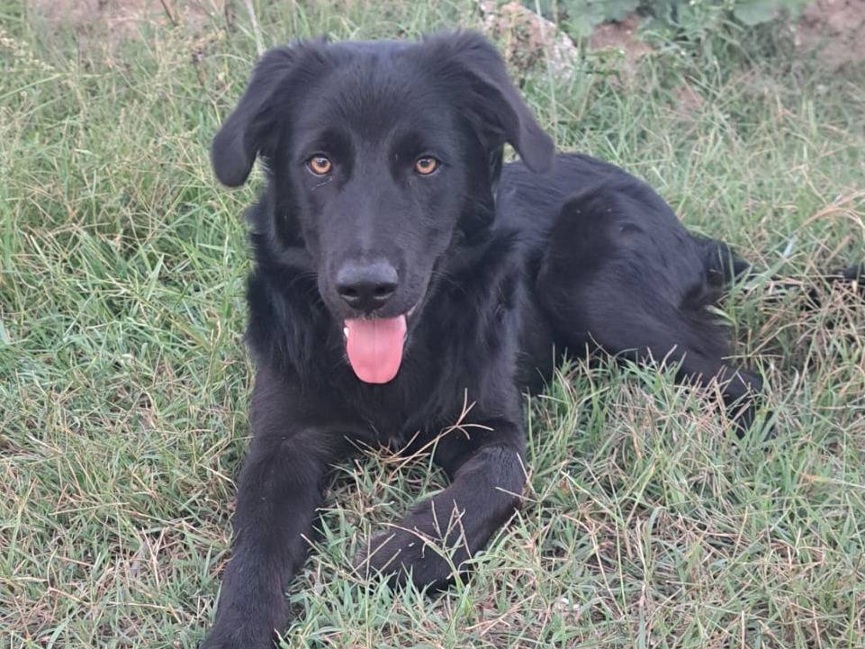 Adotta un cane, maschio, 5 mesi, Varese