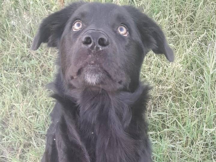 Adotta un cane, taglia media, maschio, Varese