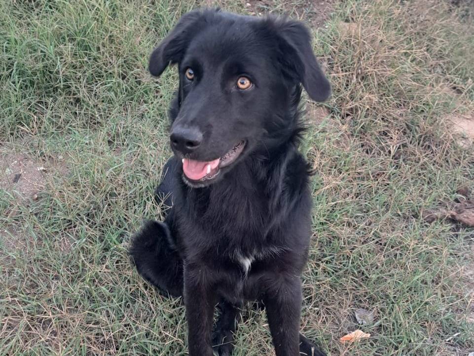 Vuoi adottare un cane a Varese?