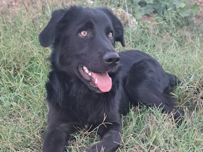 Adotta il cane UNA MAMMA PER LUCIO a Varese
