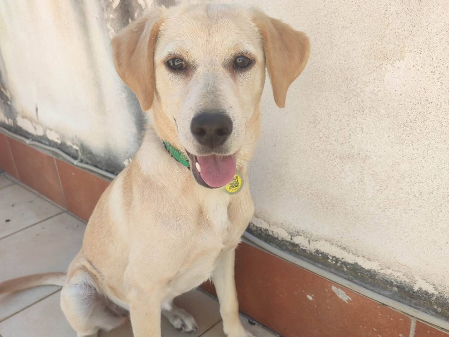 Adozione cane, femmina, Labrador Retriever Razza sconosciuta, 5 mesi, taglia media, Varese