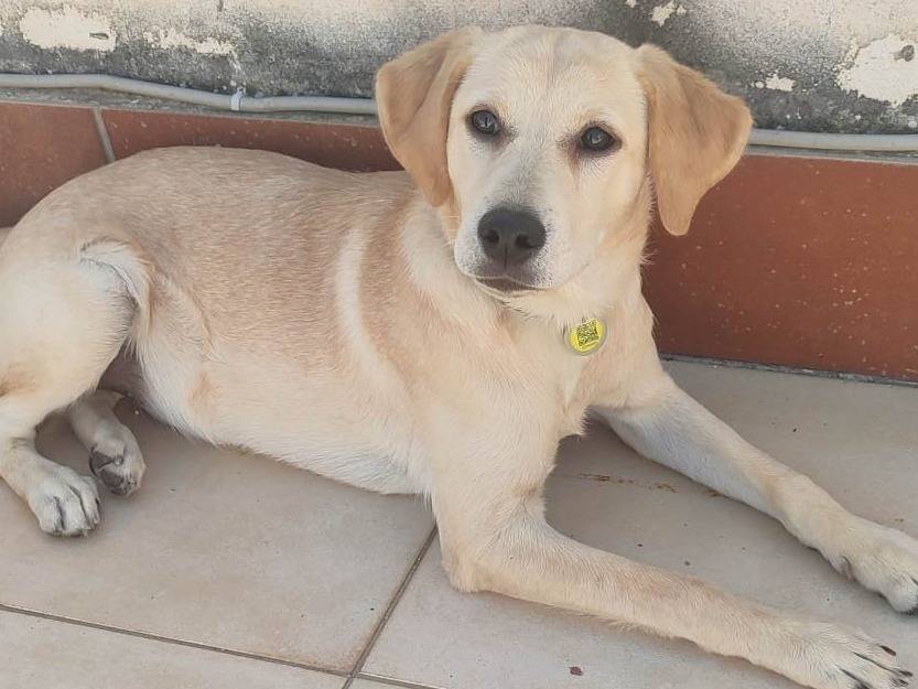 Adotta un cane, femmina, 5 mesi, Varese