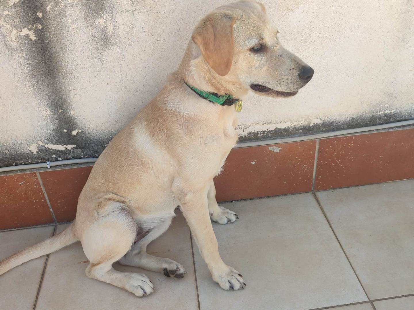 Adotta un cane, taglia media, femmina, Varese