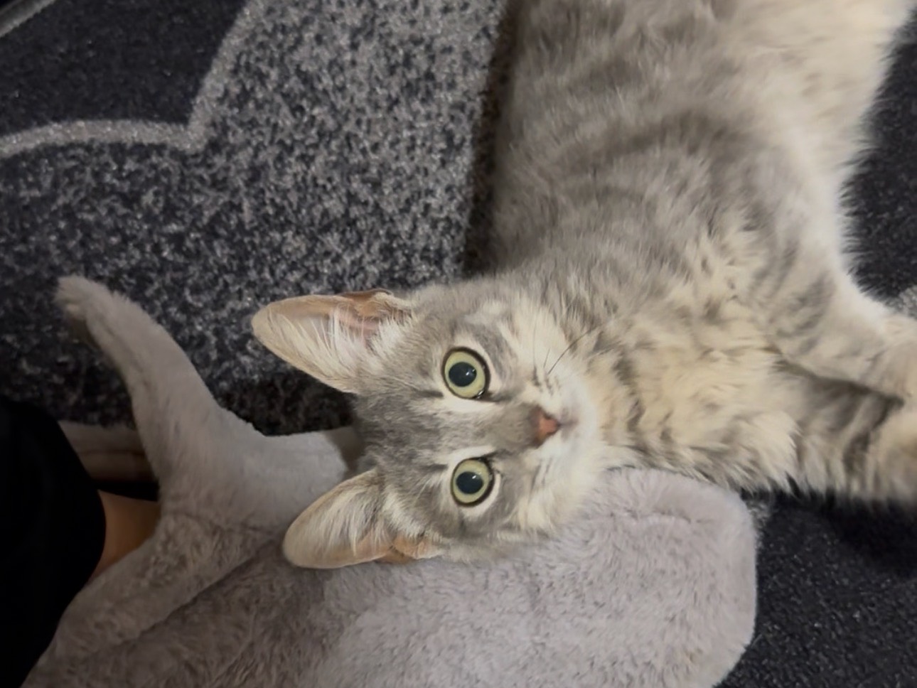 Adozione gatto, maschio, Razza sconosciuta Razza sconosciuta, 3 mesi, taglia non valida, Milano