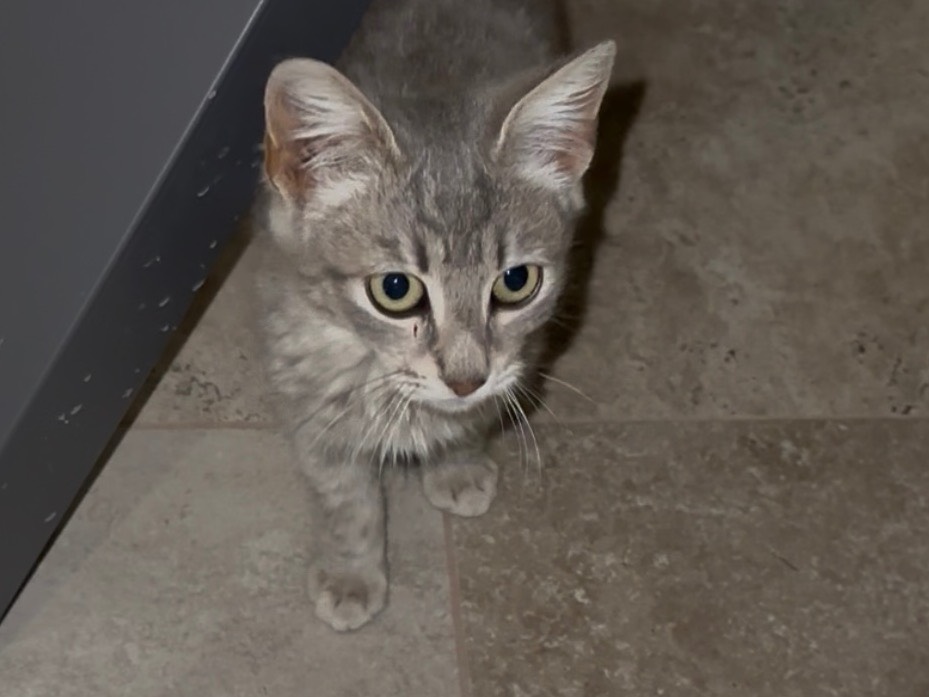 Adotta un gatto, maschio, 3 mesi, Milano