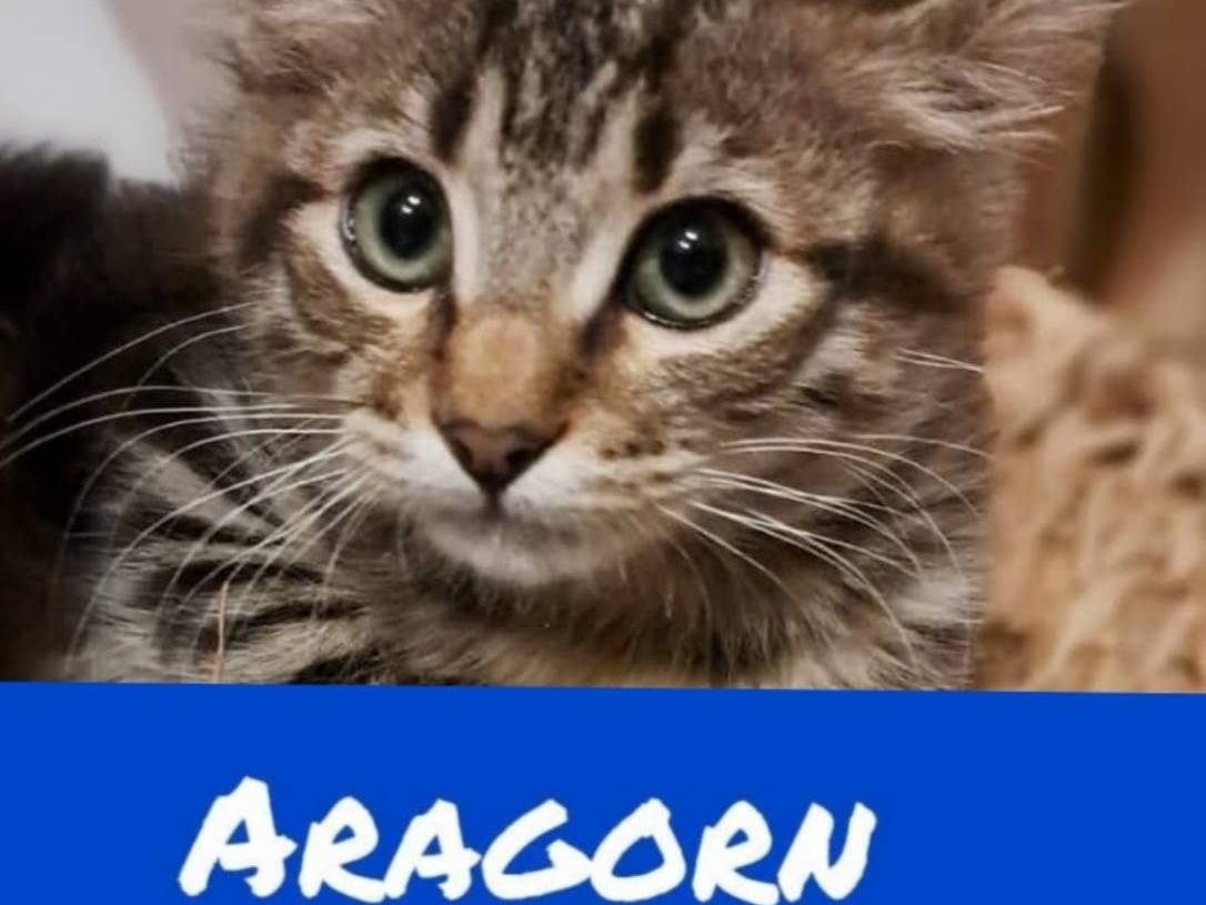 Adozione gatto, maschio, Razza sconosciuta Razza sconosciuta, 3 mesi, taglia non valida, Torino