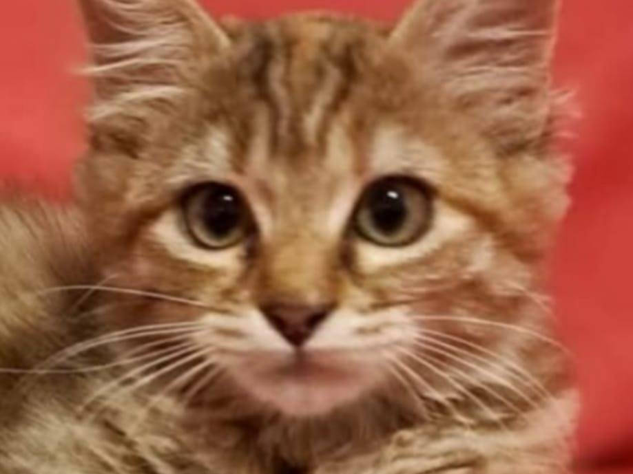 Adotta un gatto, maschio, 3 mesi, Torino