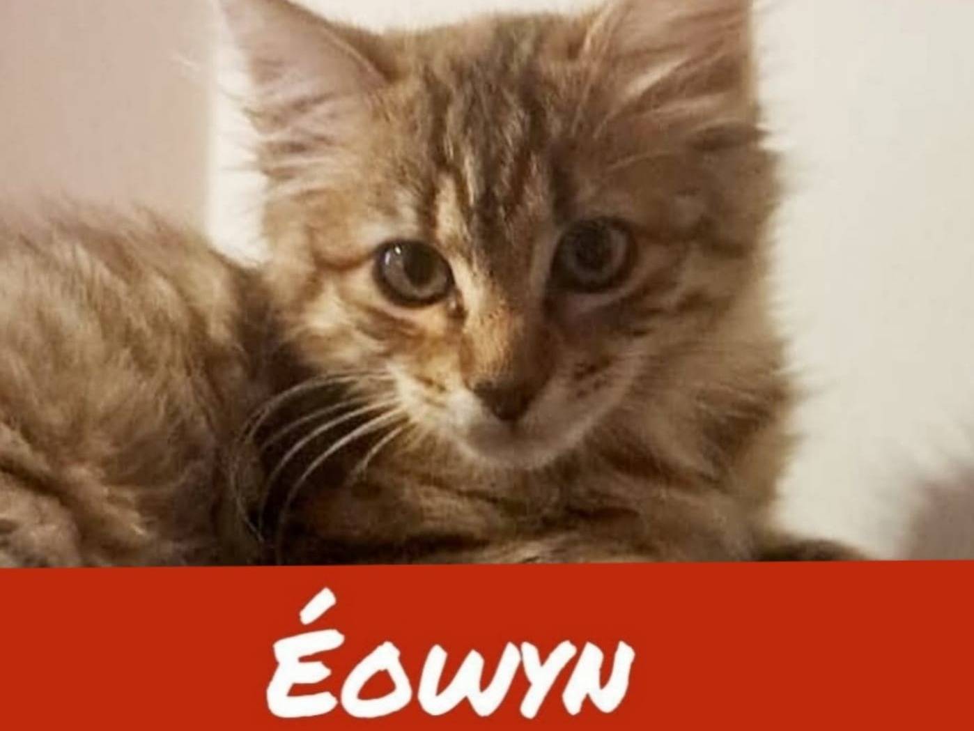 Adotta un gatto, taglia non valida, maschio, Torino