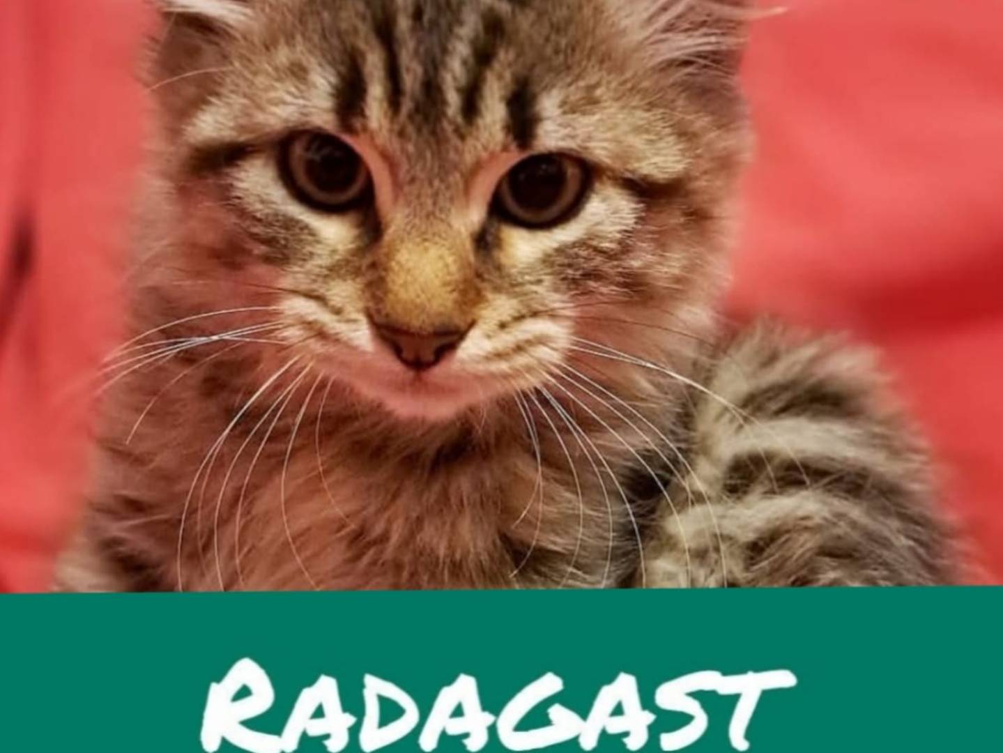 Vuoi adottare un gatto a Torino?