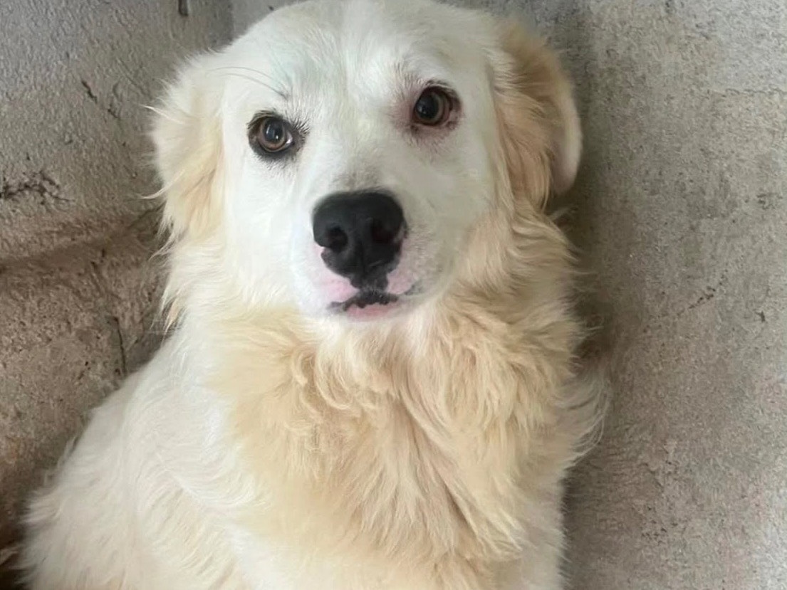 Adozione cane, femmina, Razza sconosciuta Razza sconosciuta, 3 anni e 9 mesi, taglia media, Vibo