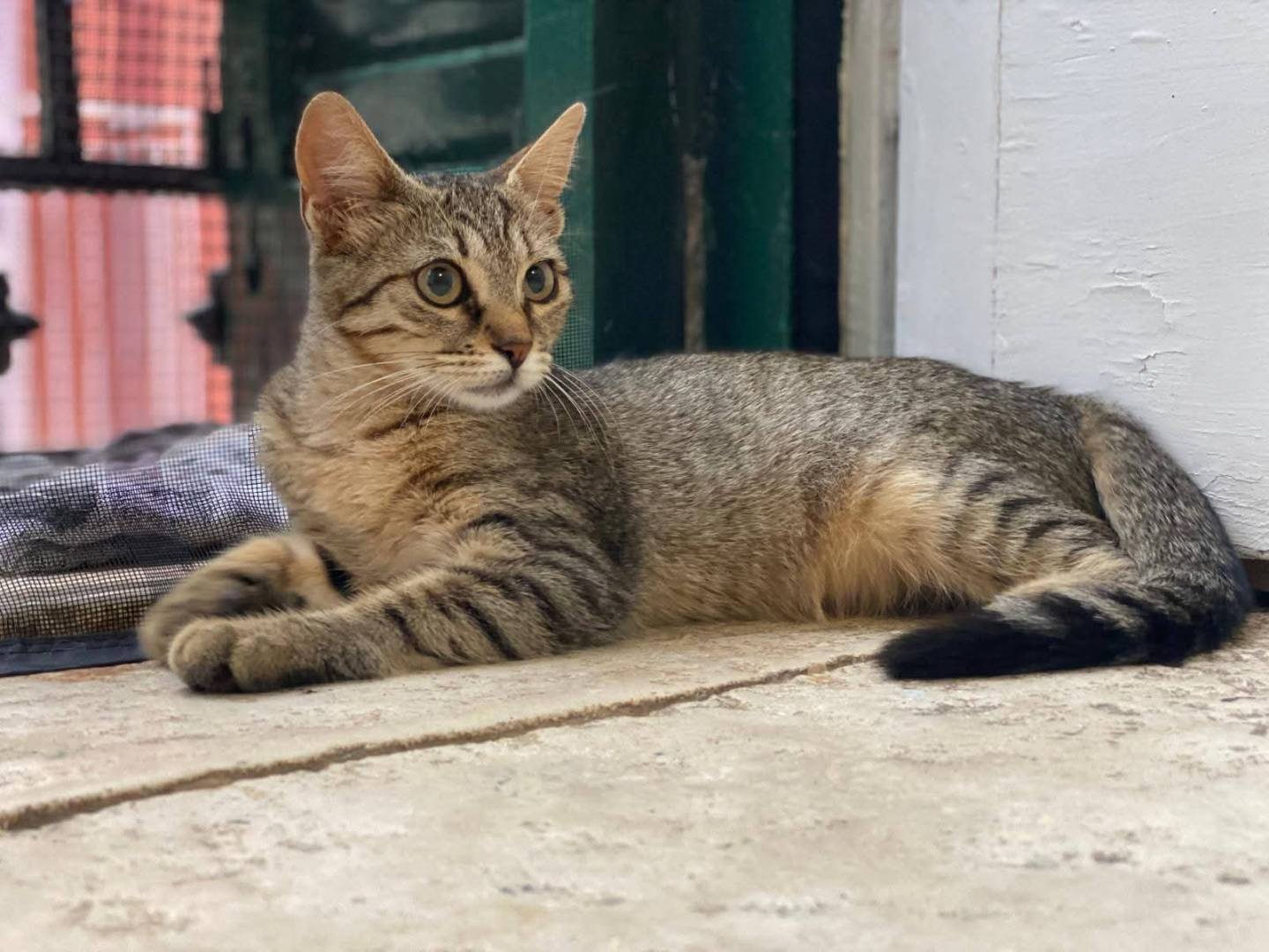 Adozione gatto, femmina, Razza sconosciuta Razza sconosciuta, 7 mesi, taglia non valida, Bari