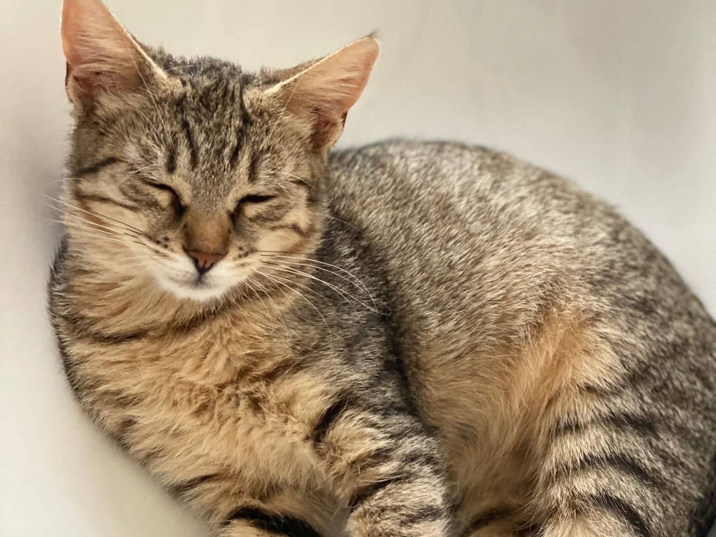 Adotta un gatto, femmina, 7 mesi, Bari