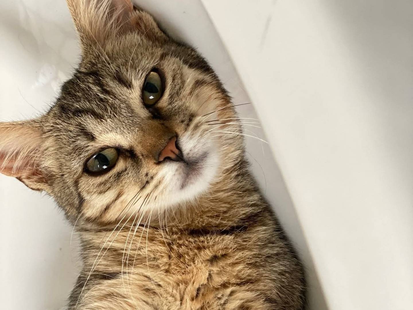 Adotta un gatto, taglia non valida, femmina, Bari