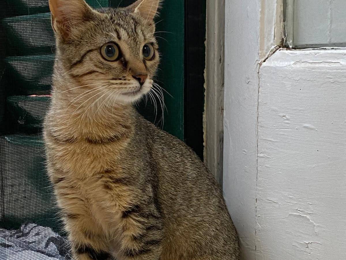 Vuoi adottare un gatto a Bari?