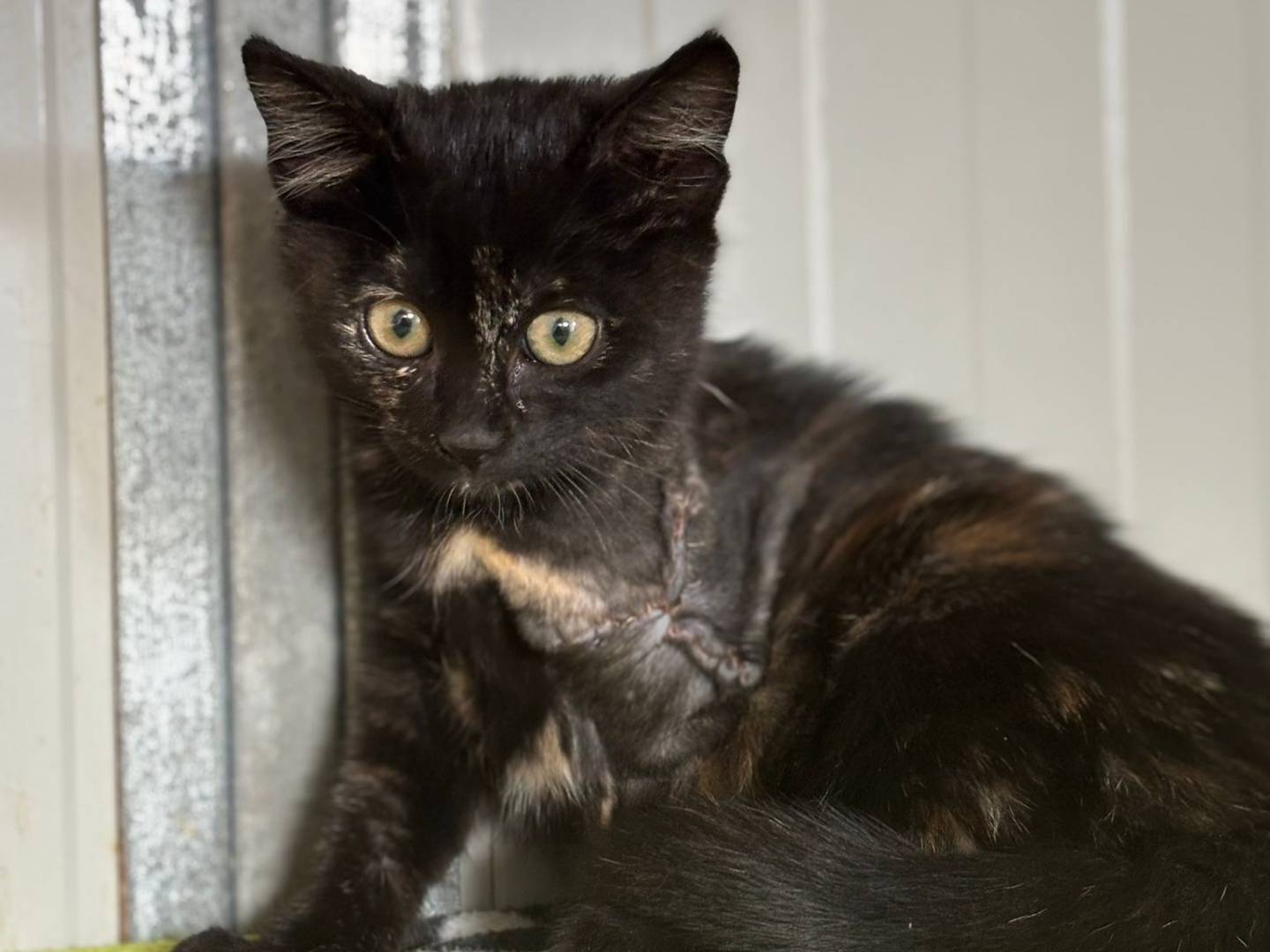 Adozione gatto, femmina, Razza sconosciuta Razza sconosciuta, 3 mesi, taglia non valida, Pisa