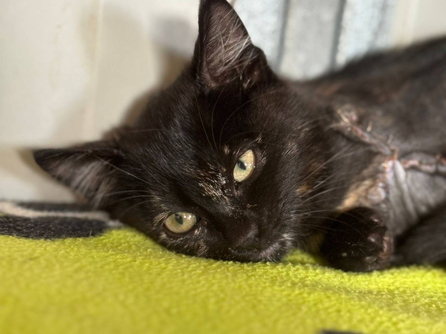 Adotta un gatto, femmina, 3 mesi, Pisa