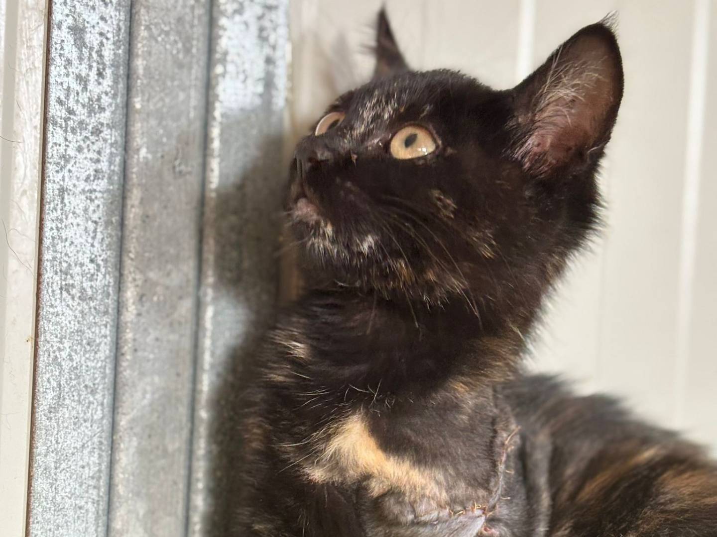 Adotta un gatto, taglia non valida, femmina, Pisa