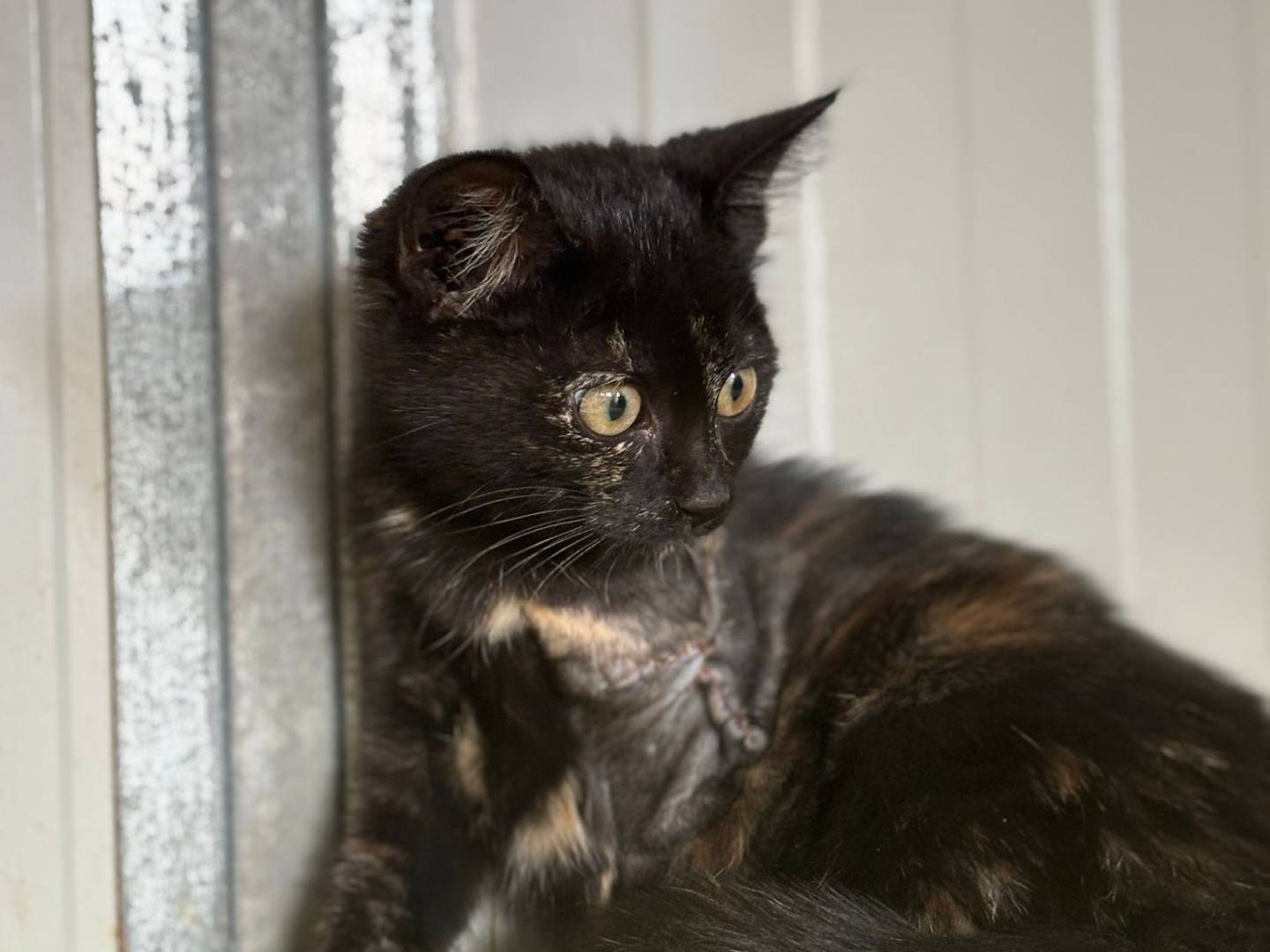 Vuoi adottare un gatto a Pisa?
