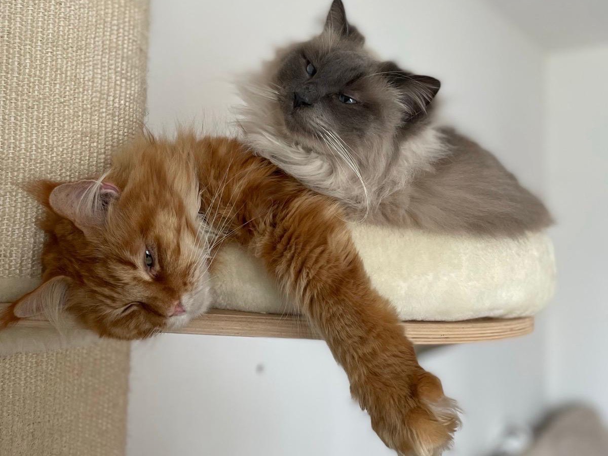 Adozione gatto, maschio, Maine Coon Razza sconosciuta, 6 anni e 3 mesi, taglia non valida, Bologna