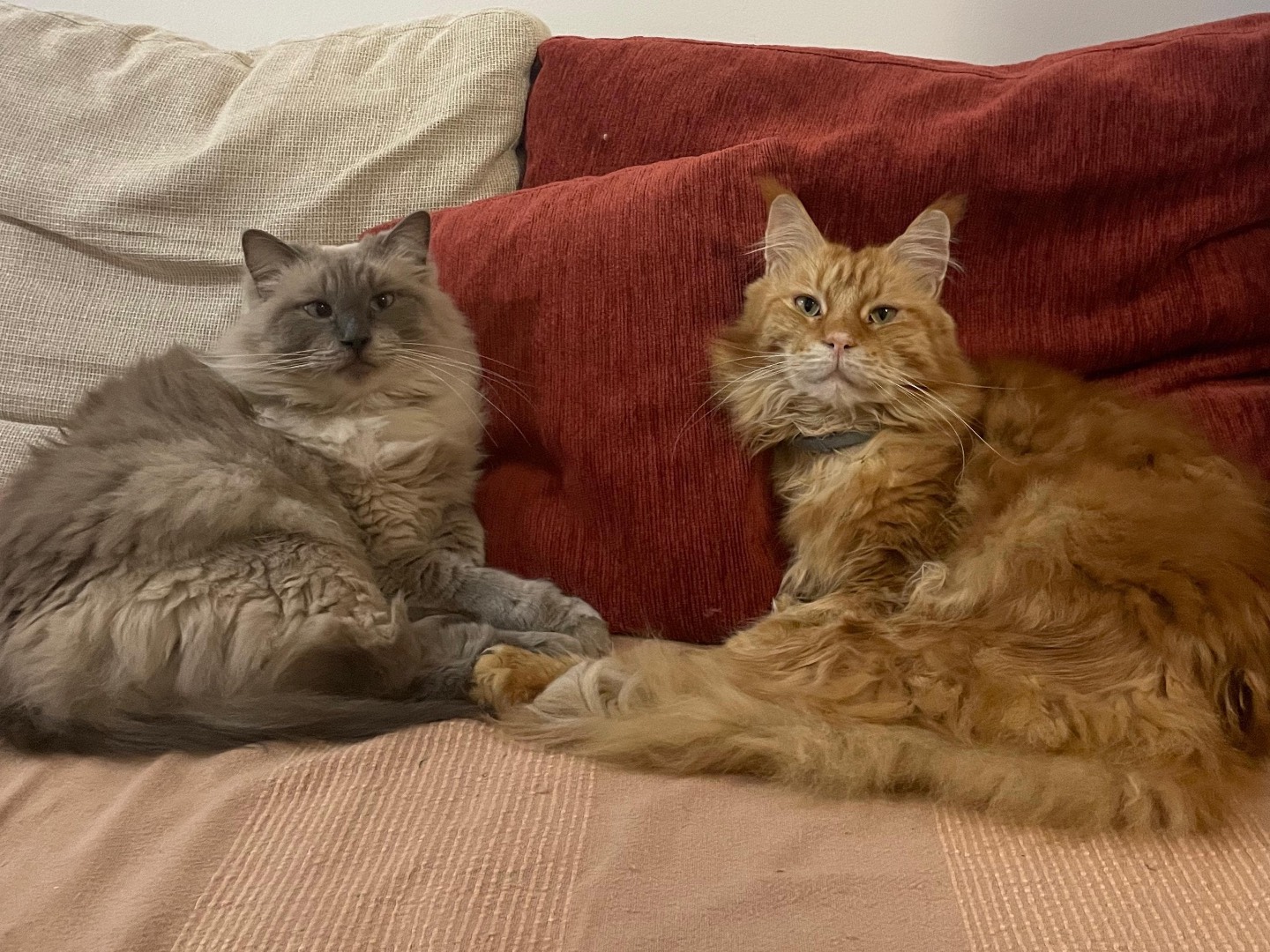 Adotta un gatto, maschio, 6 anni e 3 mesi, Bologna