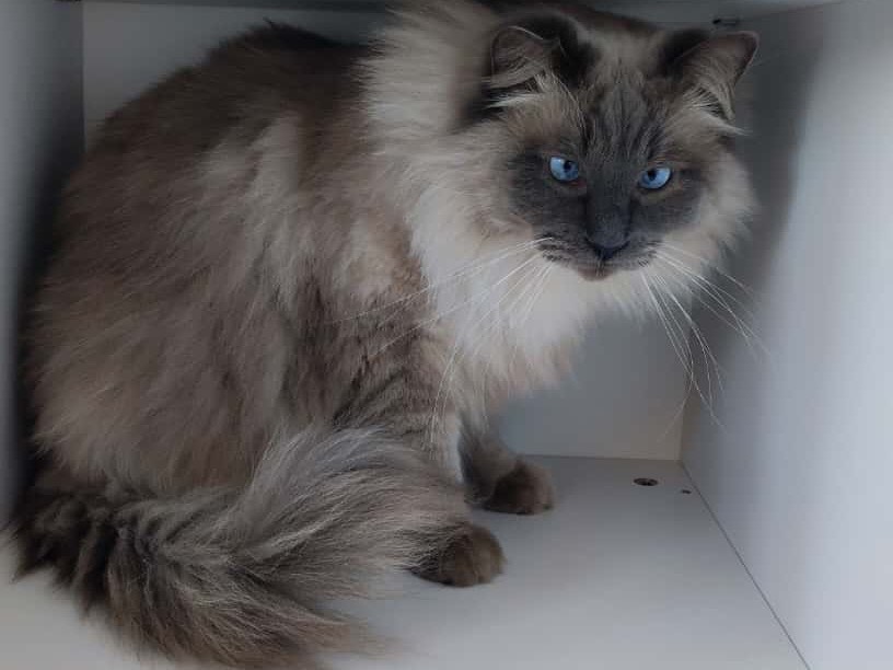 Adotta un gatto, taglia non valida, maschio, Bologna