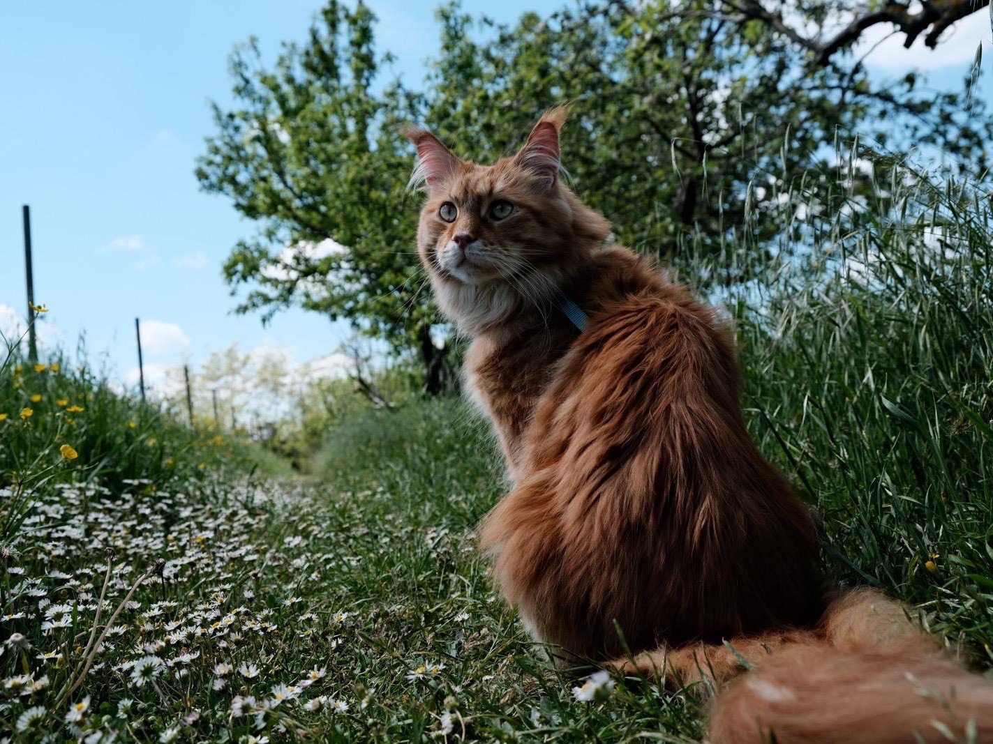 Vuoi adottare un gatto a Bologna?