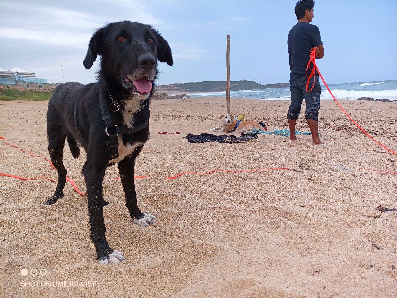 Adotta un cane, taglia media, maschio, Sud