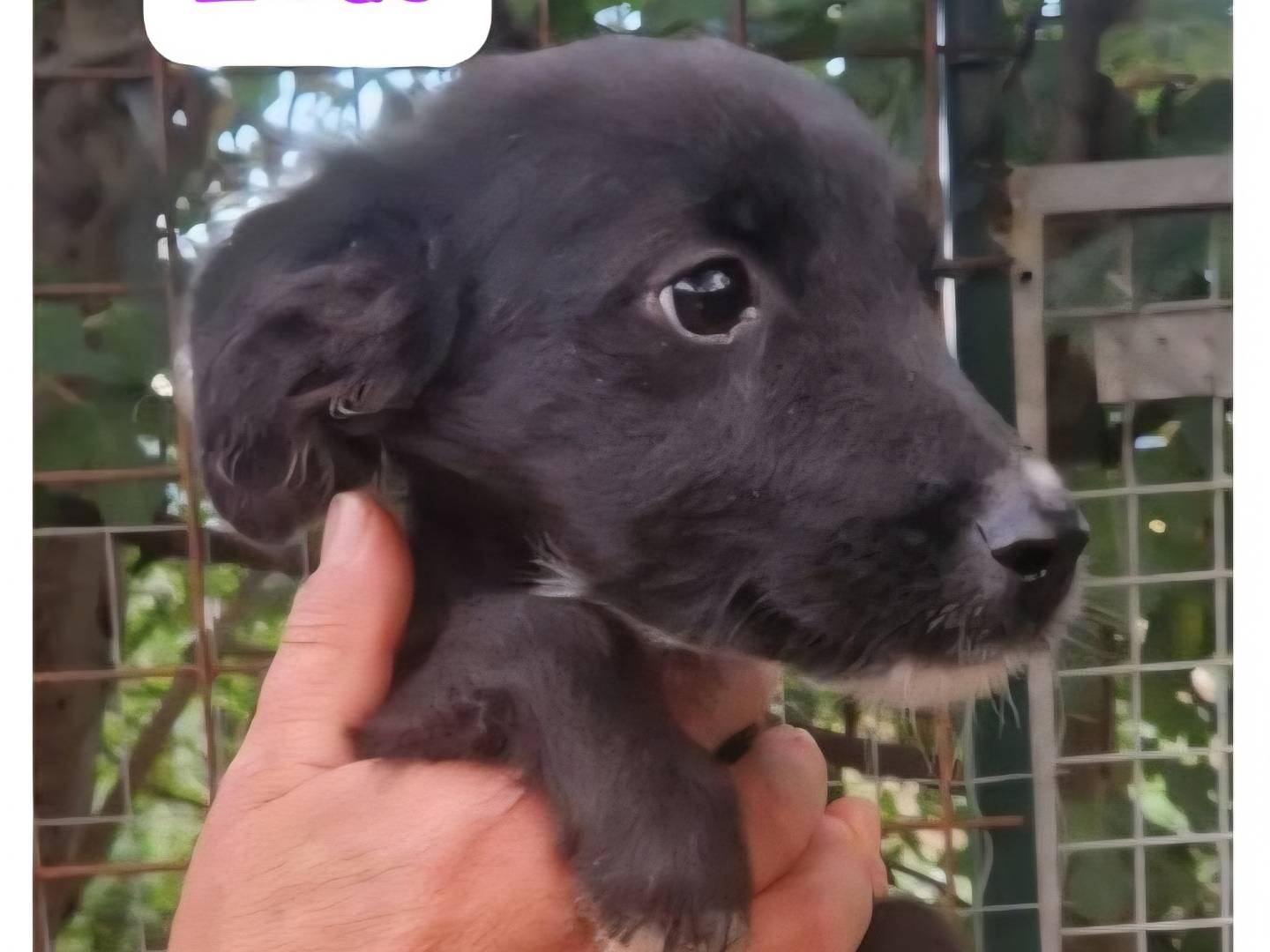 Adozione cane, maschio, Razza sconosciuta Razza sconosciuta, 3 mesi, taglia media contenuta, Pavia