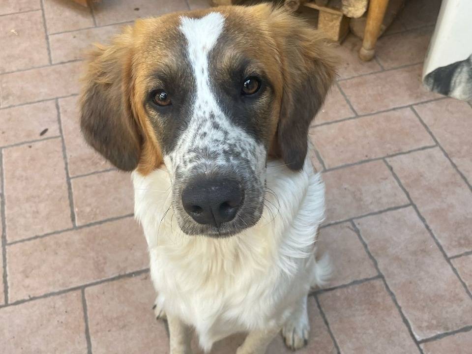 Adozione cane, maschio, Razza sconosciuta Razza sconosciuta, 9 mesi, taglia media, Roma