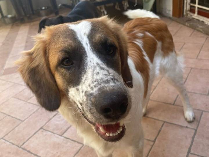 Adotta un cane, maschio, 9 mesi, Roma