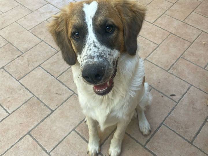 Adotta un cane, taglia media, maschio, Roma
