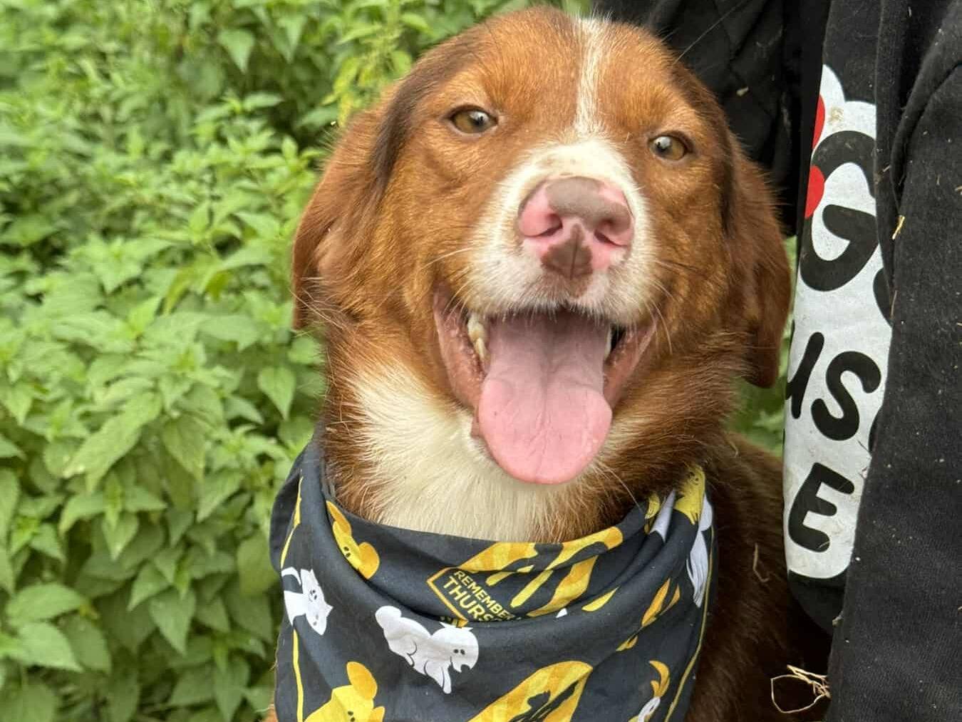 Adozione cane, maschio, Razza sconosciuta Razza sconosciuta, 2 anni e 9 mesi, taglia media contenuta, Firenze