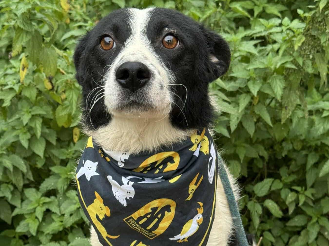 Adotta un cane, maschio, 2 anni e 9 mesi, Firenze