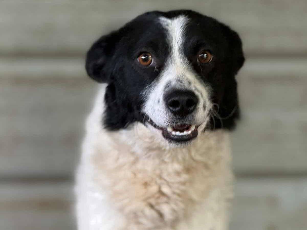 Adotta un cane, taglia media contenuta, maschio, Firenze
