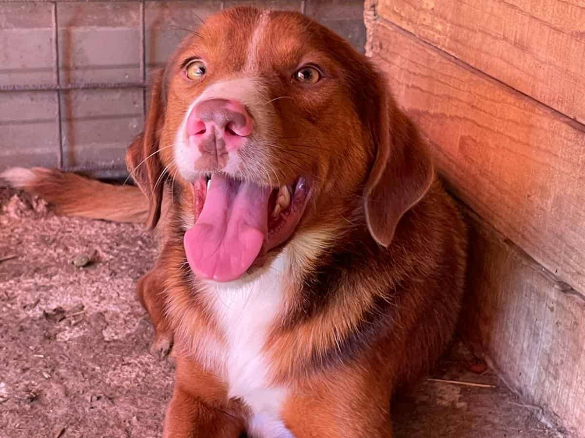 Vuoi adottare un cane a Firenze?