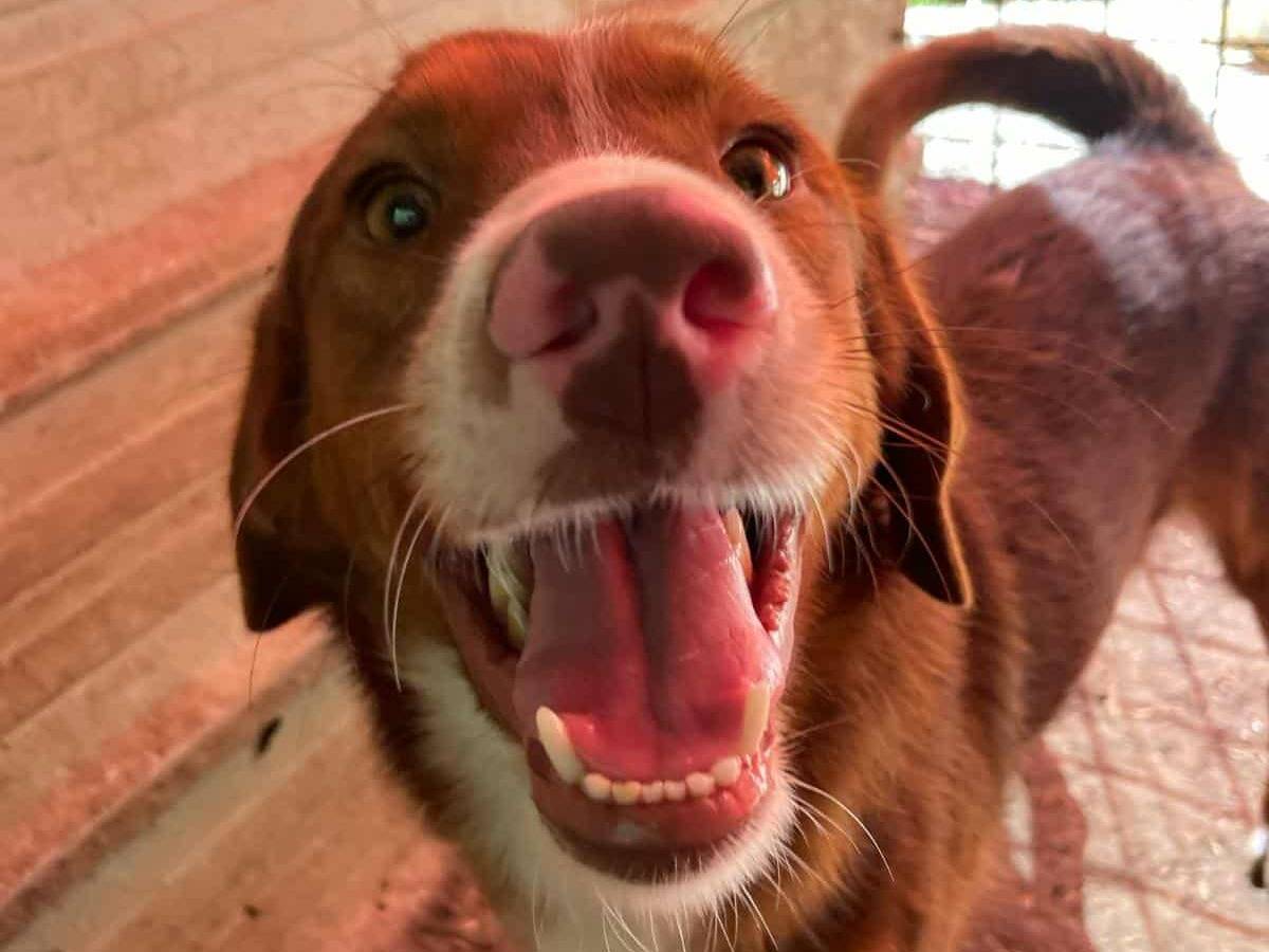 Adotta il cane WIND e MUFFIN a Firenze