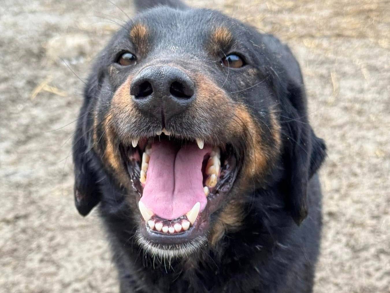 Adotta un cane, femmina, 2 anni e 9 mesi, Firenze
