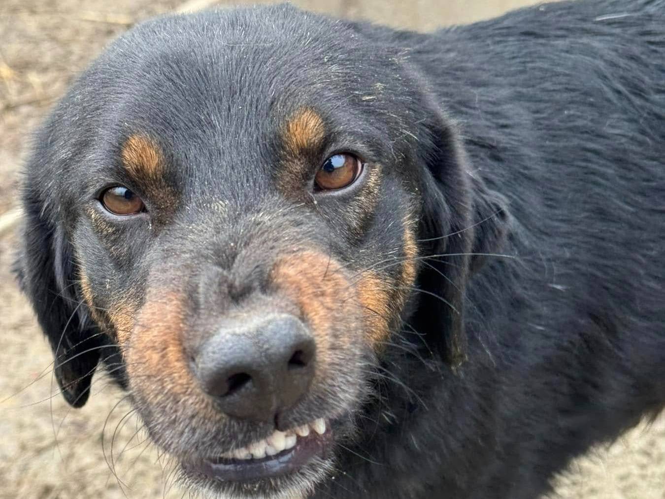 Vuoi adottare un cane a Firenze?