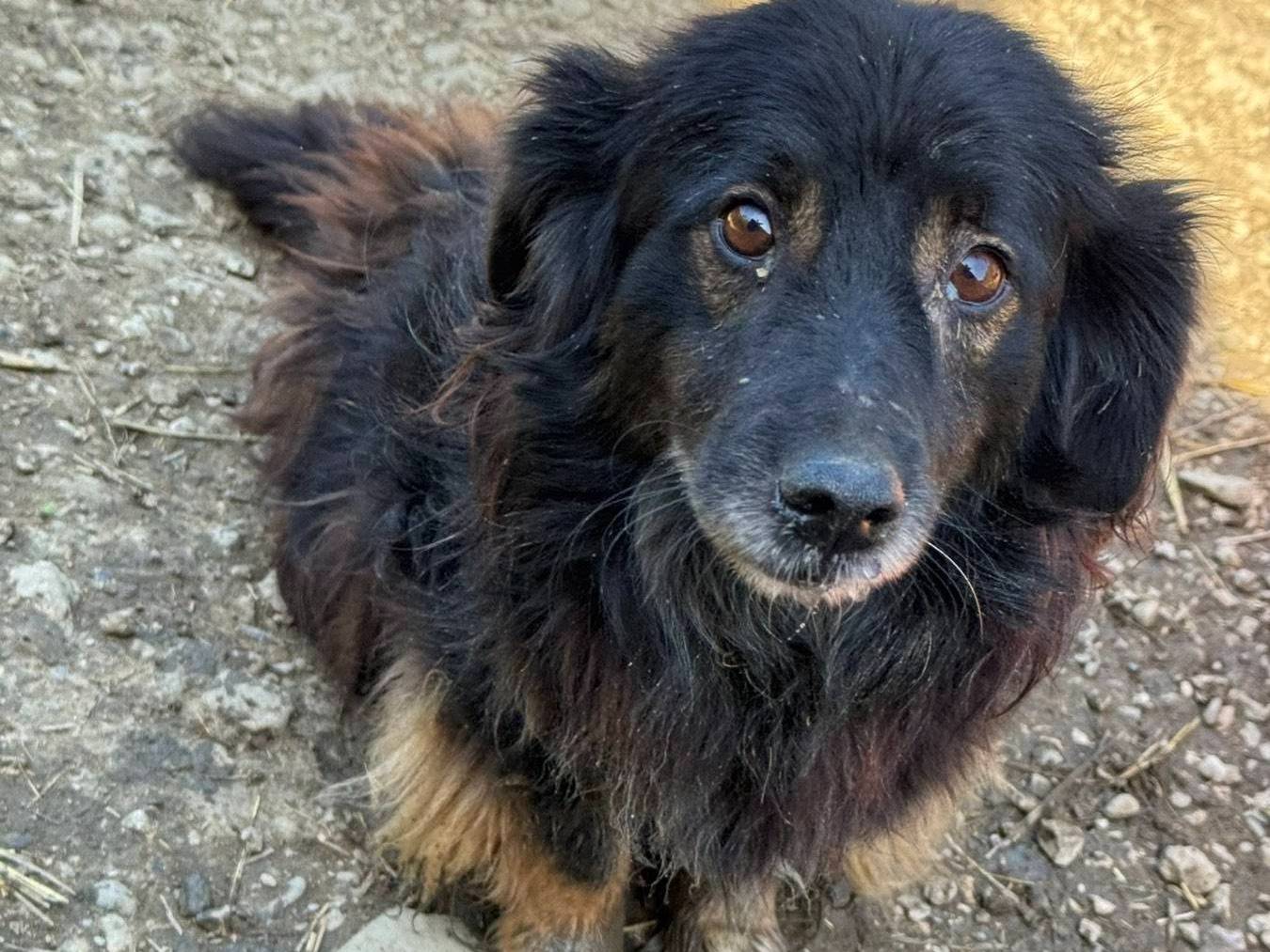 Adozione cane, maschio, Razza sconosciuta Razza sconosciuta, 10 anni, taglia media contenuta, Firenze