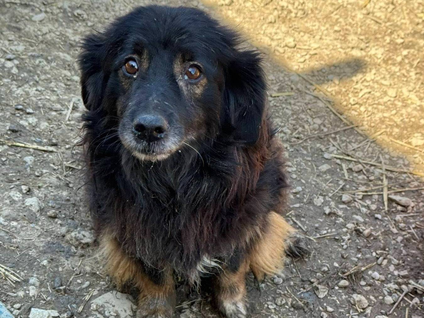 Adotta un cane, maschio, 10 anni, Firenze