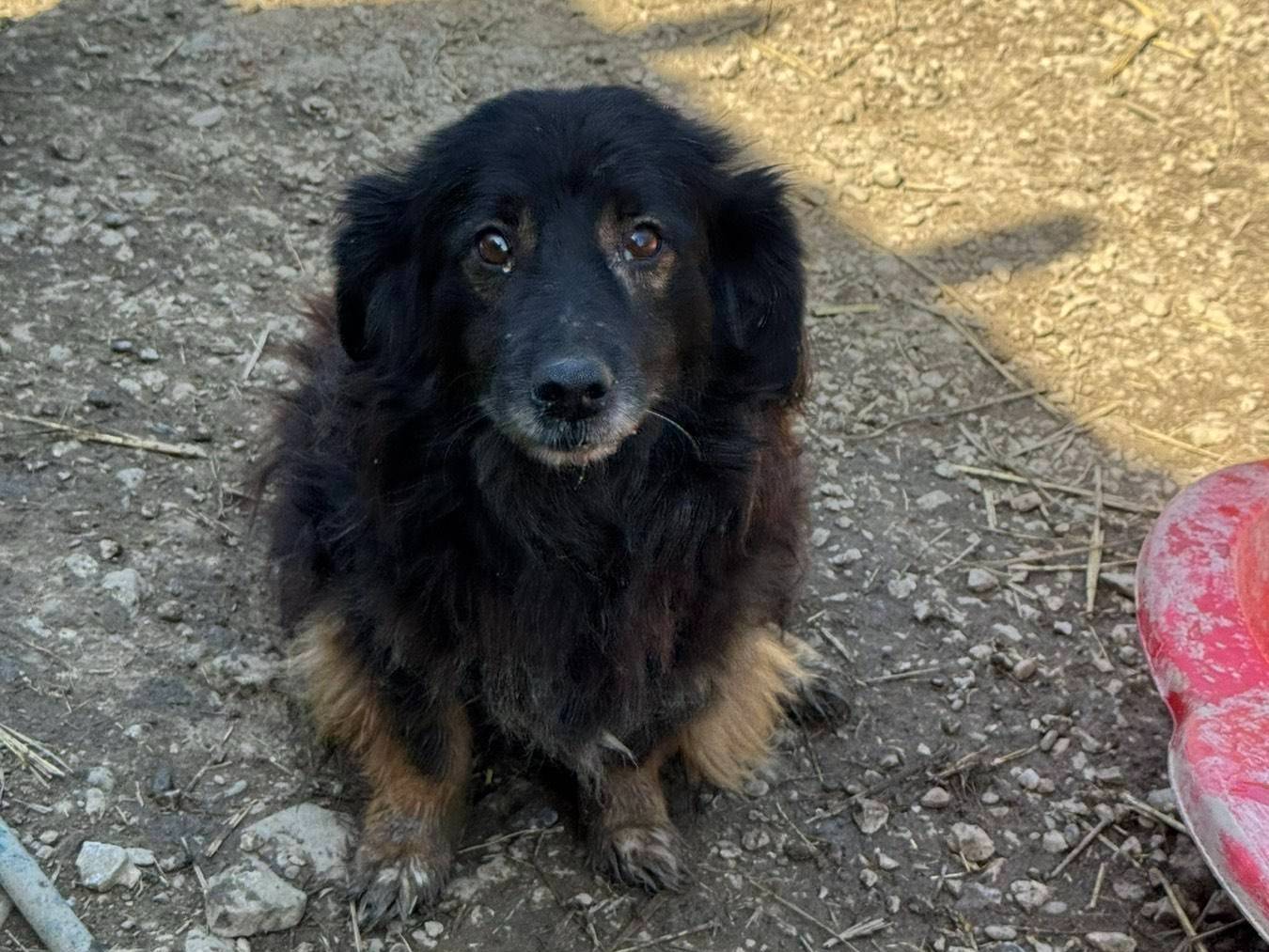 Adotta un cane, taglia media contenuta, maschio, Firenze