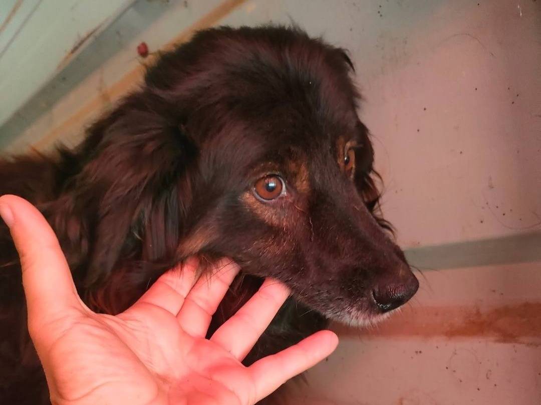 Vuoi adottare un cane a Firenze?