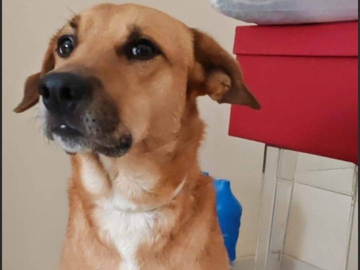 Adozione cane, maschio, Razza sconosciuta Razza sconosciuta, 4 anni e 1 mese, taglia media, Milano