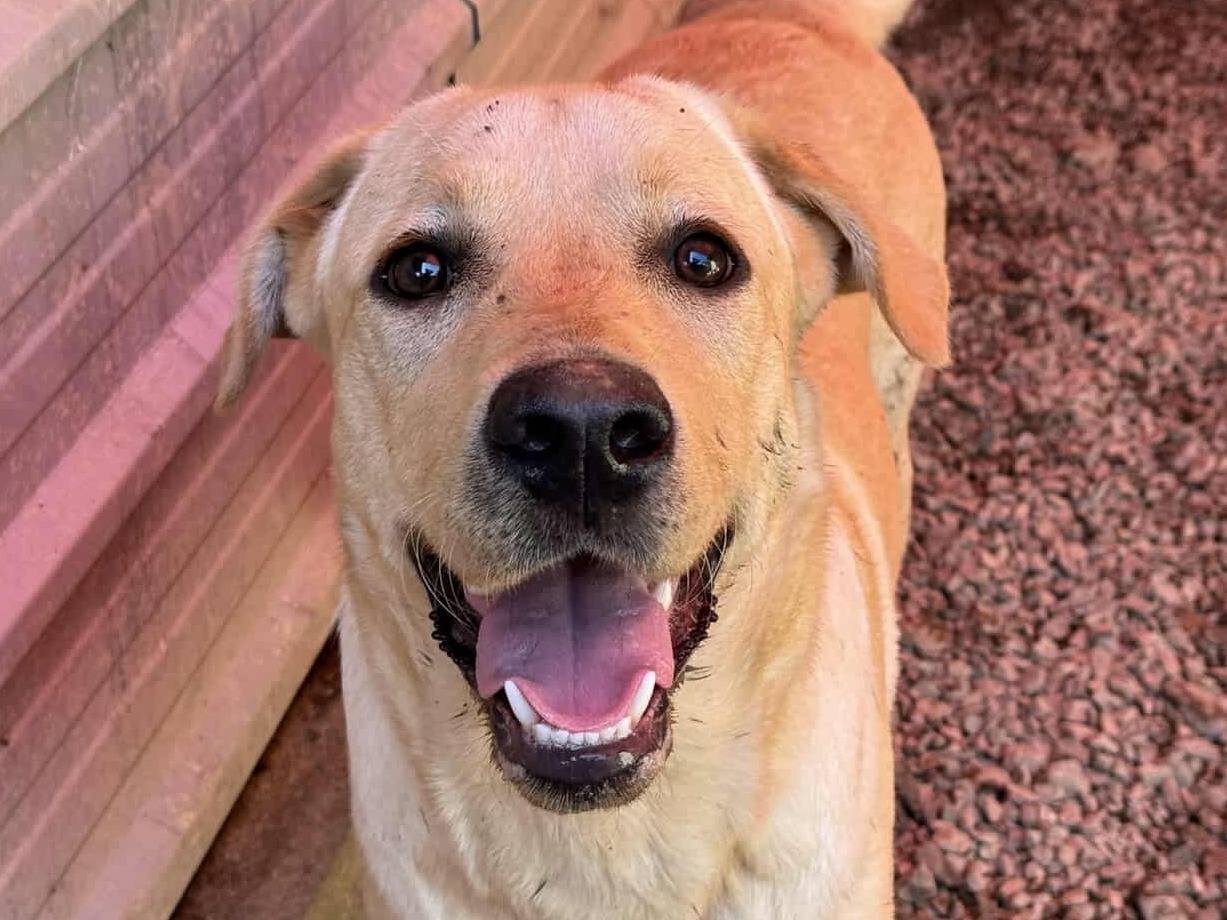 Adozione cane, maschio, Labrador Retriever Razza sconosciuta, 9 mesi, taglia media, Firenze