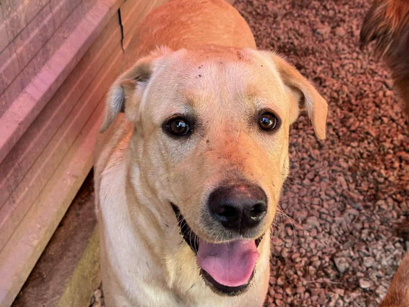 Adotta un cane, maschio, 9 mesi, Firenze