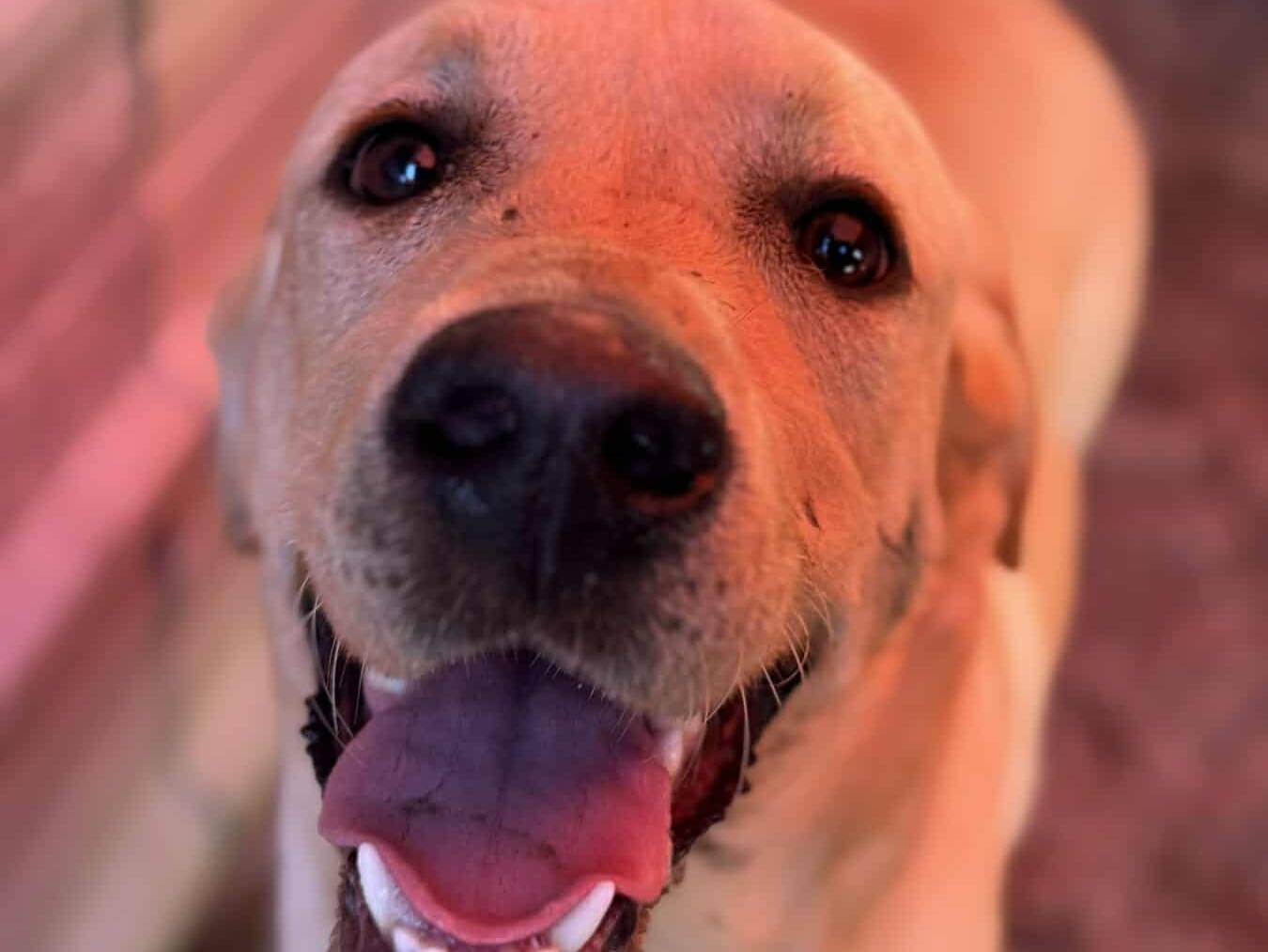 Adotta un cane, taglia media, maschio, Firenze