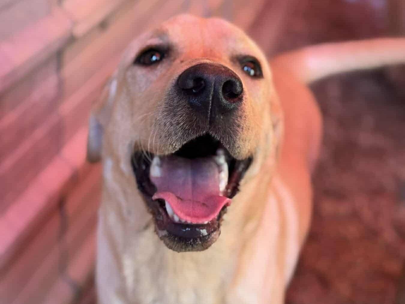 Vuoi adottare un cane a Firenze?