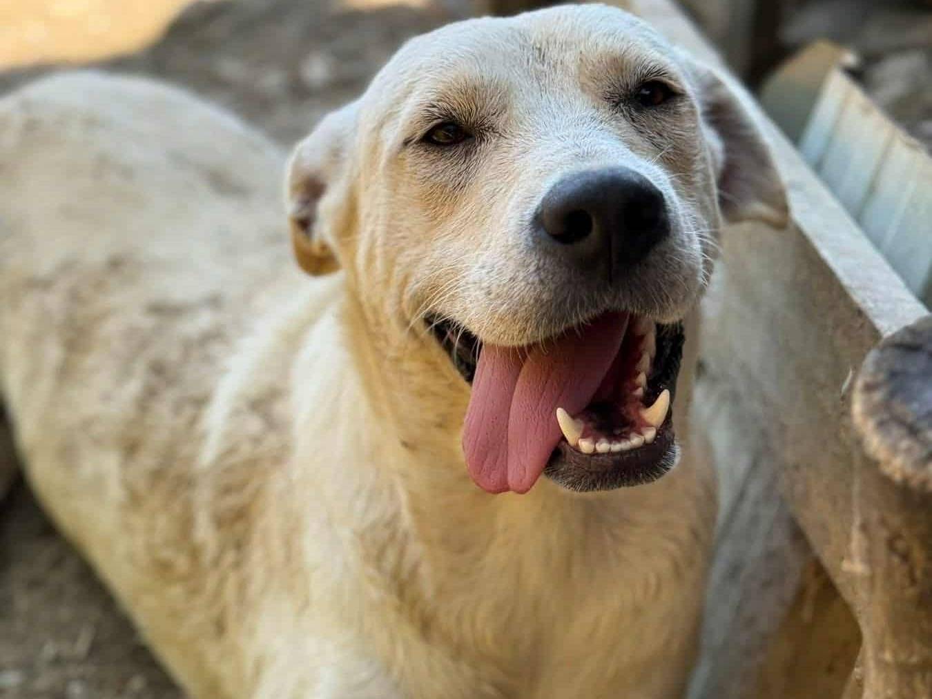 Adotta il cane RIO a Firenze