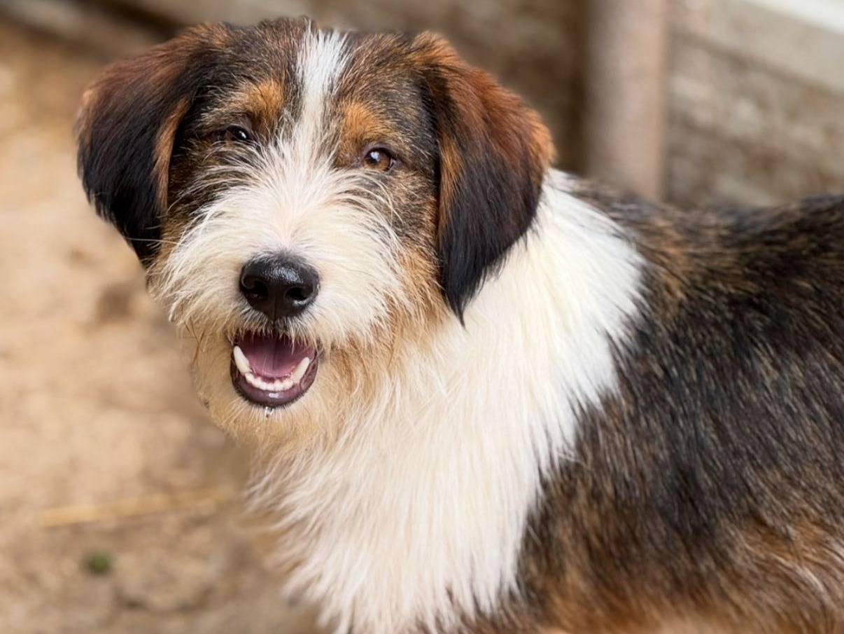 Adozione cane, maschio, Razza sconosciuta Razza sconosciuta, 1 anno e 11 mesi, taglia media contenuta, Firenze