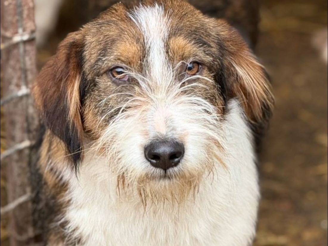 Adotta un cane, maschio, 1 anno e 11 mesi, Firenze
